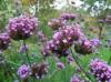 Verbena bonariensis