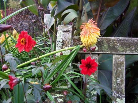 Red Hot Poker