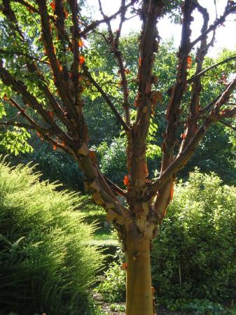 Acer griseum (Paperbark Maple)