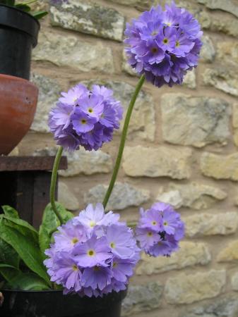 Primula denticulata