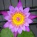 A water lily in flower at the National Botanic Gardens of Wales