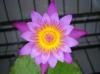 A water lily in flower at the National Botanic Gardens of Wales