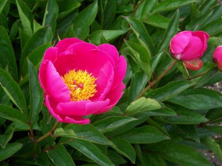 Paeonia