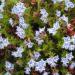 Lithodora diffusa 'Star'