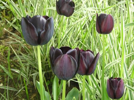 Tulipa 'Queen of night'