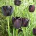 Tulipa 'Queen of night'