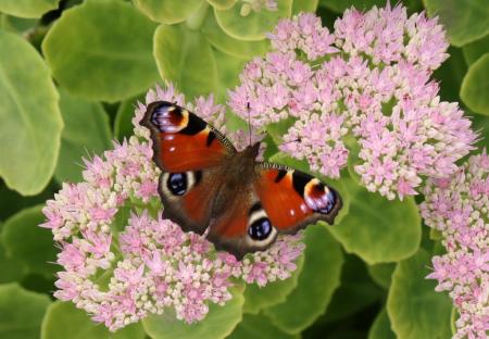 Peacock Butterfly (Inachis io)