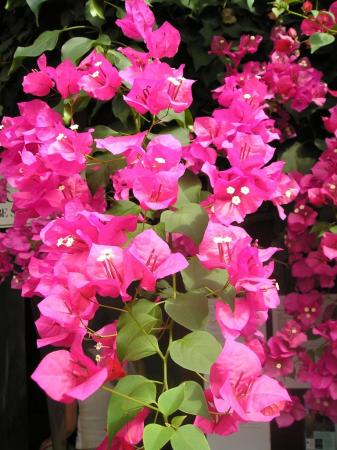 Bougainvillea