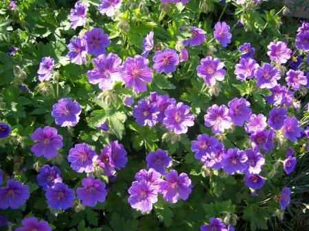 Geranium ‘Johnson’s Blue’