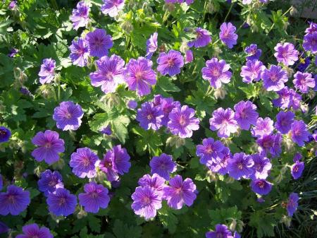 Geranium Johnsons Blue