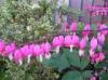 Dicentra spectablis (Bleeding Heart)