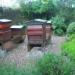 The Bee Garden at the National Botanic Gardens of Wales