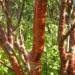 Prunus serrula