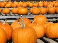 Don't be Disappointed about the size of your Pumpkins this Halloween