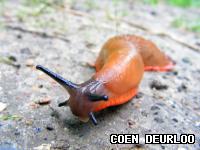 How to Control Slugs and Snails