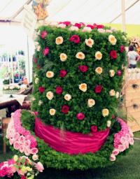 Alice in Wonderland Rose Marquee and Rose of the Year 2012