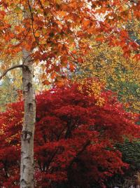 Early Autumn Colour due to Hot Dry Spring