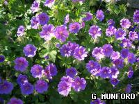 Geraniums