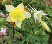 Aquilegia