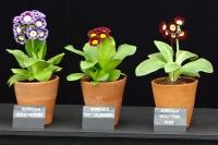 Display of Auriculas against a black background 