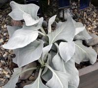 Senecio 'Angel Wings' at the 2019 RHS Hampton Court flower show