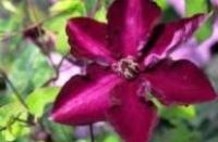 Clematis Amethyst Beauty Evipo043(N)