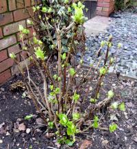 hydrangea pruned