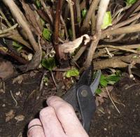 hydrangea pruned to the base