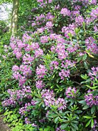 Rhododendron