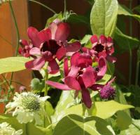 Calycanthus floridus