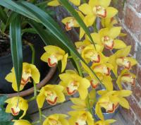 Cymbidium