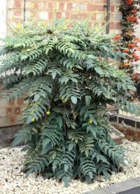 Mahonia