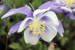 Aquilegia 'Bluebird'