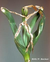 Leek moth damage to a Leek