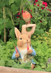 Peter Rabbit in the garden on the Hooksgreen herbs stand