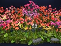 Inside the Floral Marquee at the Tatton park flower show