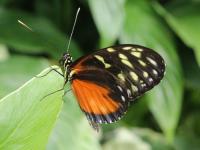 Butterfly on leaf