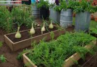 wooden vegetable beds