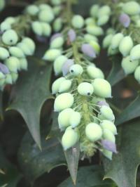 Mahonia berries
