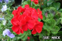 Pelargonium