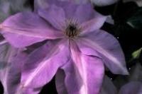 Clematis Shimmer Evipo028 (N)