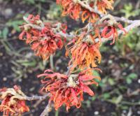 Witch Hazel - Hamamelis x intermedia  'Diane'