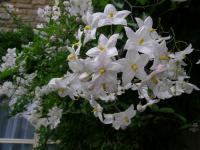 Potato Vine - Solanum jasminoides ‘Album’ Potato Vine - Solanum jasminoides ‘Album’