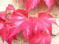 Virginia Creeper - Parthenocissus tricuspidata Virginia Creeper - Parthenocissus tricuspidata