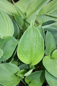 Plantain Lily - Hosta sieboldiana var. elegans Plantain Lily - Hosta sieboldiana var. elegans