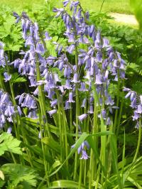 English Bluebell - Hyacinthoides non-scripta English Bluebell - Hyacinthoides non-scripta
