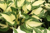 Plantain Lily - Hosta  'Fire and Ice'