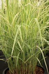 Eulalia 'Variegatus' - Miscanthus sinensis 'Variegatus' Eulalia 'Variegatus' - Miscanthus sinensis 'Variegatus'