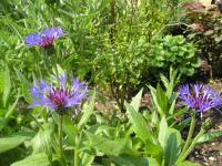 Mountain cornflower