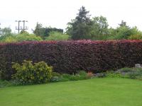 Copper Beech - Fagus sylvatica f.purpurea Copper Beech - Fagus sylvatica f.purpurea